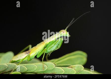 Green mantis , Odontomantis planiceps, Satara, Maharashtra, India Stock Photo