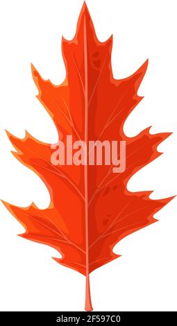 Autumn maple leaf cartoon isolated vector icon Stock Vector