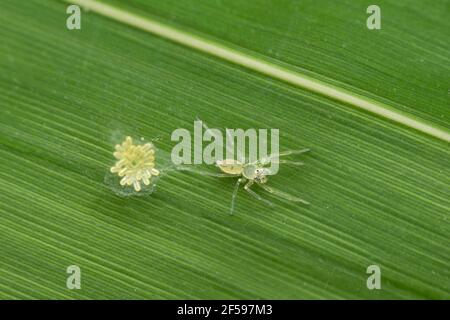 Translucent Jumping spider, Epeus albuguttatus, Satara, Maharashtra India Stock Photo