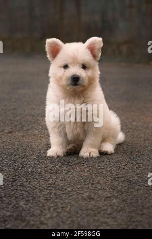 The Japanese Spitz puppy is a small to medium breed of dog of the Spitz type Stock Photo