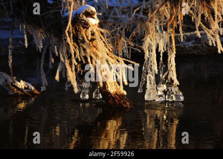 Eiszapfen in einem kleinen Fluss an einem eiskalten Wintertag Stock Photo
