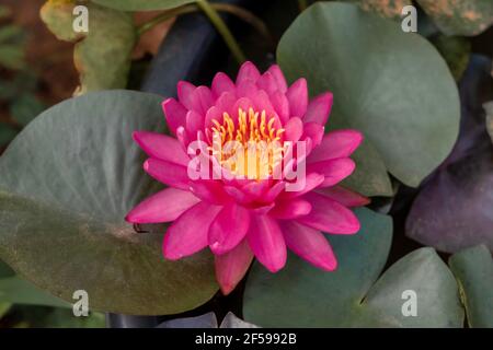 Perry's Fire Opal water lily. Rounded, light pink- to fuscia-toned flowers Stock Photo