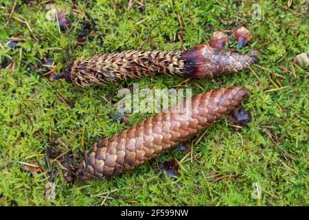 Norway spruce cones (Picea abies) showing one eaten by red squirrel (Sciurus vulgaris), Kielder Forest, Northumberland, UK Stock Photo