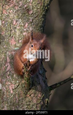 Red squirrel (Sciurus vulgaris), Eskrigg nature reserve, Lockerbie, Scotland Stock Photo