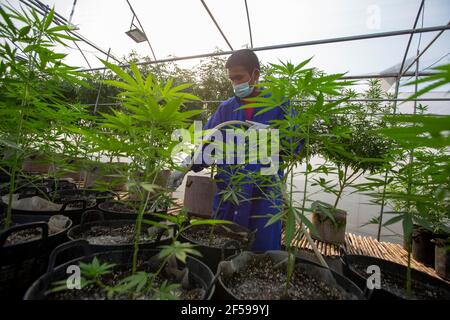 Wang Nam Khiao Nakhon Ratchasima Thailand 25th Mar 21 The Rak Jang Farm In Nakhon Ratchasima Korat Is One Of The First Farms In Thailand To Be Given Government Approval To Grow