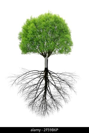 Green spring tree with a root isolated on white background. Stock Photo