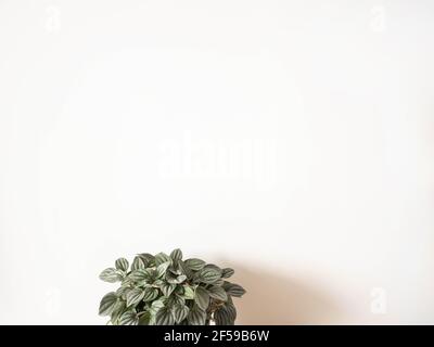 Peperomia argyreia houseplant with beautifully patterned leaves on white background. Natural texture, front view. Indoor gardening. Stock Photo