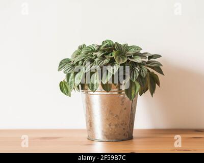 Peperomia argyreia houseplant with beautifully patterned leaves in metal pot on wood table. Natural texture, front view. Indoor gardening. Stock Photo