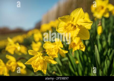Bunch of yellow daffodils flowers blooming in spring outdoor. Beautiful bright floral background with copy space. Stock Photo