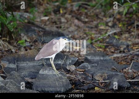 Rufous (Nankeen) Night Heron - by pool at dusk Nycticorax caledonicus Howard Springs Northern Territory, Australia BI030382 Stock Photo