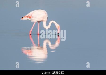 greater flamingo, Phoenicopterus roseus, single adult feeding in shallow water, Camargue, France Stock Photo