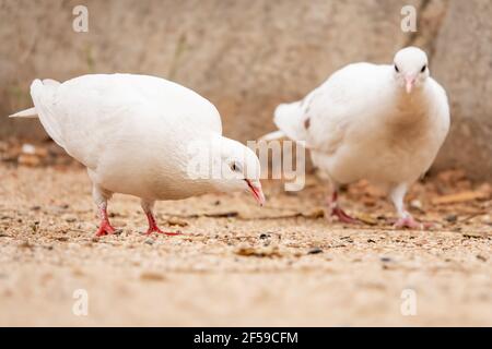 Selective focus shot of two adorable white pigeons standing on the ground in the park Stock Photo