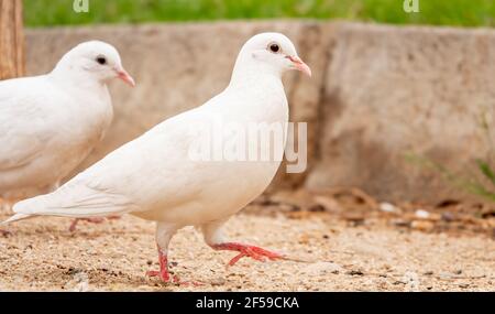 Selective focus shot of two adorable white pigeons standing on the ground in the park Stock Photo