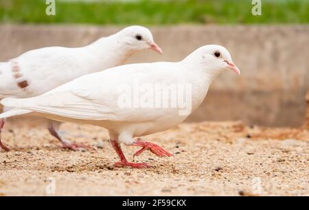 Selective focus shot of two adorable white pigeons standing on the ground in the park Stock Photo