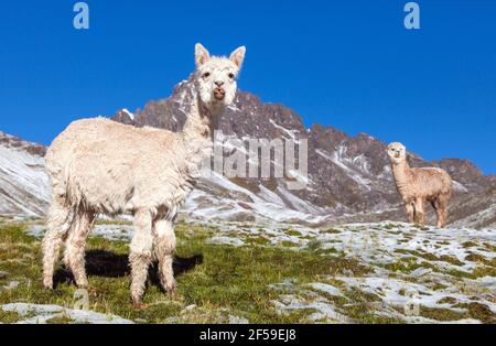 llama or lama, two lamas on pastureland,  Andes mountains, Peru Stock Photo