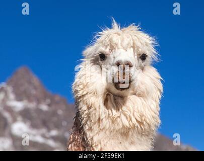 llama or lama, one animal head portrait, Andes mountains, Peru Stock Photo