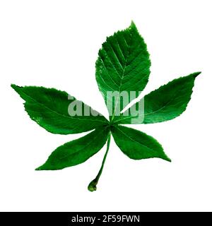 3D rendering of a single green chestnut leaf isolated on white background Stock Photo