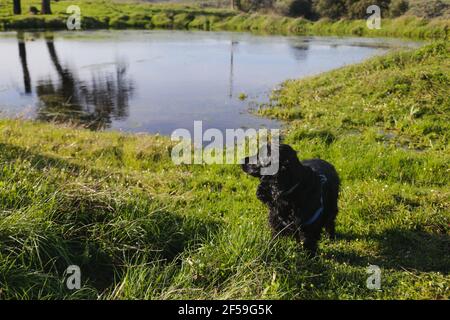 dog black cocker spaniel walks in the field Stock Photo