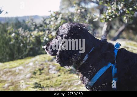 Black Cocker spaniel sitting in the countryside in a sunny day Stock Photo