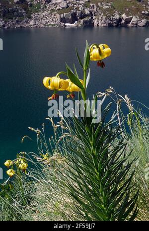 Pyrenean Lily (Lilium pyrenaicum) in Pyrenees Mountains Stock Photo