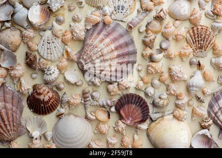 Full-frame horizontal close-up of many and seashells on the sand of different shapes and colors in Mexico. Graphic background concept. Stock Photo