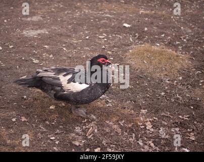 Musk duck in the countryside. poultry farming. Stock Photo