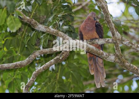 Brown Cuckoo-doveMacropygia phasianella Atherton Tablelands Queensland, Australia BI030987 Stock Photo