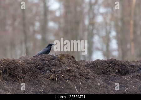 A large northern raven (Corvus corax) perched on a hill. Stock Photo