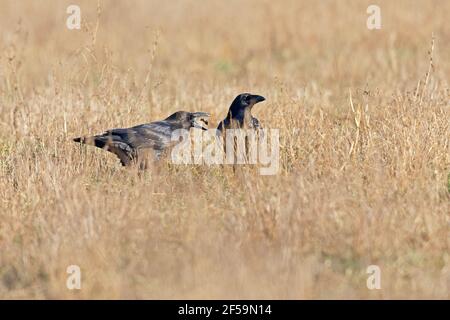 Two large northern ravens(Corvus corax) foraging and eating in a field. Stock Photo