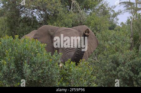 african elephant raises trunk to smell the air and as if to say hello in the wild bushes of the Ol Pejeta Conservancy, Kenya Stock Photo