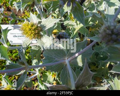 Close up of Eryngium giganteum, common name Miss Willmott's ghost. Flowering plant in the Apiaceae family. Stock Photo