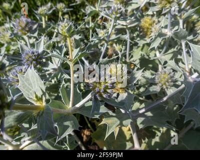 Close up of Eryngium giganteum, common name Miss Willmott's ghost. Flowering plant in the Apiaceae family. Stock Photo