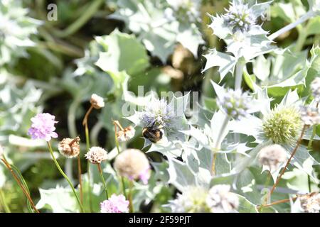 Close up of Eryngium giganteum, common name Miss Willmott's ghost. Flowering plant in the Apiaceae family. Stock Photo