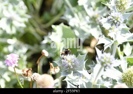 Close up of Eryngium giganteum, common name Miss Willmott's ghost. Flowering plant in the Apiaceae family. Stock Photo