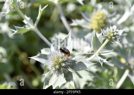 Close up of Eryngium giganteum, common name Miss Willmott's ghost. Flowering plant in the Apiaceae family. Stock Photo