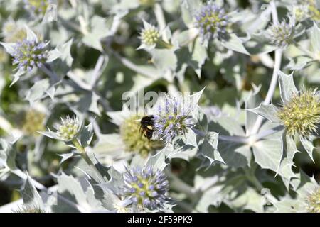 Close up of Eryngium giganteum, common name Miss Willmott's ghost. Flowering plant in the Apiaceae family. Stock Photo