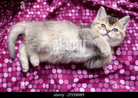 Cute, playful British kitten lying on a colorful blanket and looking at the camera. Top view.  Stock Photo