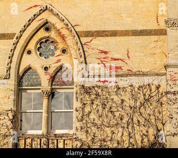 Oxford, UK 22 Nov 2020: Christ Church University wall closeup with gothic windows and red ivy creeping around. Founded in 1546 by King Henry VIII coll Stock Photo