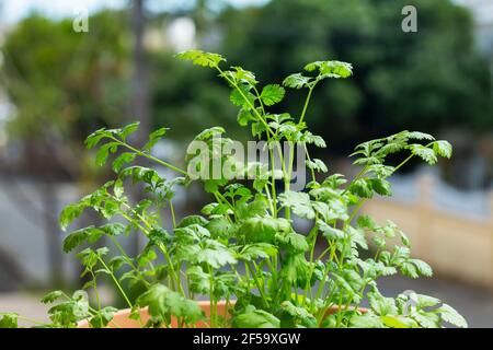 Fresh coriander (Coriandrum sativum) , also known as Chinese parsley, dhania or cilantro Stock Photo
