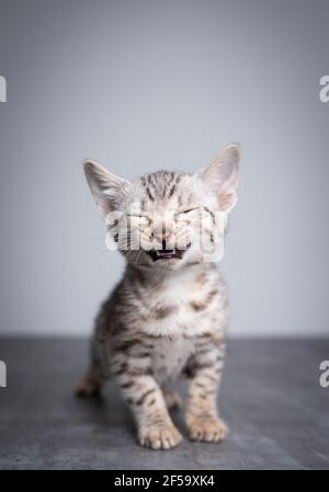 tired 8 week old black silver tabby rosetted bengal kitten standing on concrete floor with eyes closed and open mouth Stock Photo