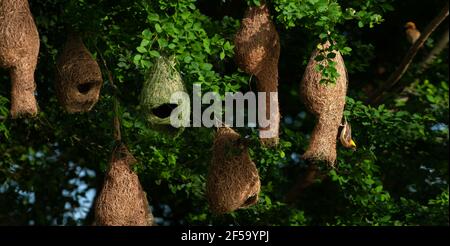 A colony of Baya Weaver and Streaked Weaver on the branches of wild trees, a Baya Weaver is building elegant nests, rain season. Stock Photo