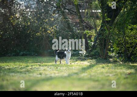 white black spotted stray cat standing outdoors in the garden with eyes closed Stock Photo