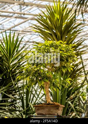 Ficus Benjamin in the pot standing in the window seal. Urban jungle concept. Natural air purifier.Houseplant portrait. Stock Photo