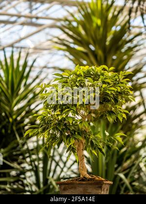 Ficus Benjamin in the pot standing in the window seal. Urban jungle concept. Natural air purifier.Houseplant portrait. Stock Photo