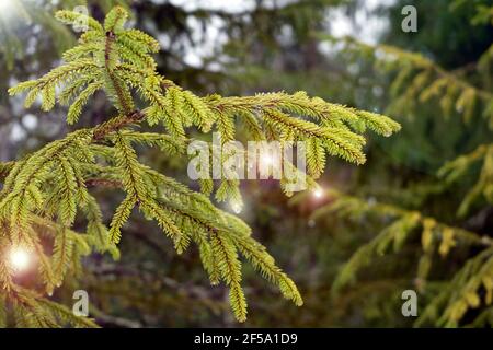 Spruce branch with drops at the tips. The sun's rays flow down from the spruce branches. Green needles of spruce, pine on a green background with sun Stock Photo