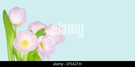 Delicate spring pale pink tulip flowers with green leaves, isolated on pastel blue background - wide panoramic floral border, poster or greeting card. Stock Photo