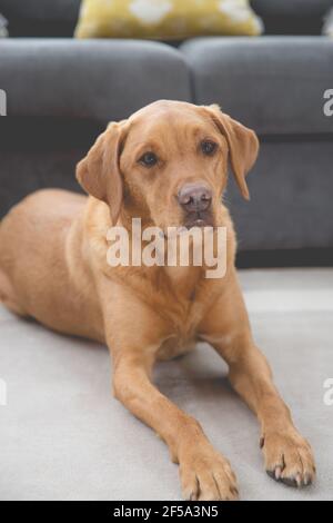 A handsome domestic pet Labrador retriever dog looking happy and relaxed in a home interior Stock Photo