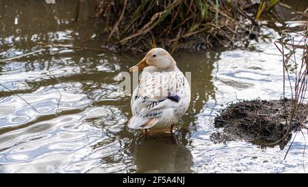 Leucistic mallard on lake preening black and white feathers rare bird Stock Photo