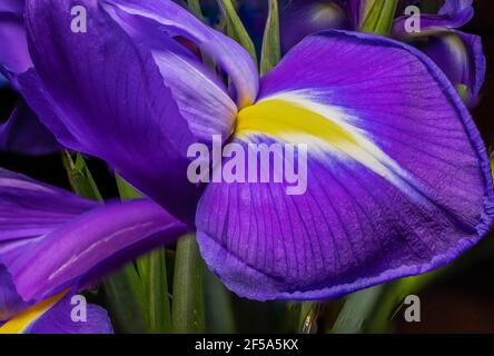 Blue flower irises- nature spring sunny background. Soft focus with bokeh Stock Photo