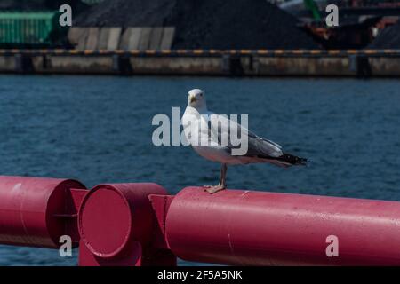 Seagull portrait against sea shore. Close up view of white bird seagull sitting by the beach. Wild seagull with natural blue background. Stock Photo